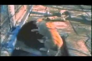 The Best Animal Fights 2