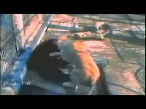The Best Animal Fights 2