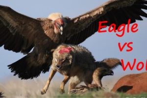 The Best Animal Fights 2016 - Eagle vs Wolf - Animal Wild Fights