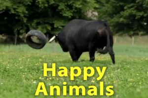 The Happiest Video You'll See All Day - Happy Animals Play, Run and Jump