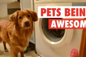 The Pet Collective & People Are Awesome present: Pets Are Awesome!