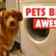 The Pet Collective & People Are Awesome present: Pets Are Awesome!