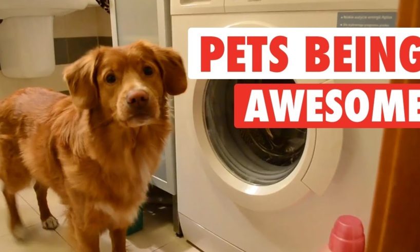 The Pet Collective & People Are Awesome present: Pets Are Awesome!