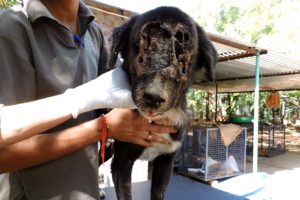 The dog who grew a new face – Kalu’s astounding recovery (graphic)