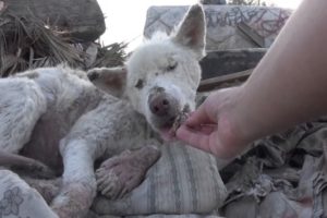 These 10 dramatic animal rescues will melt your heart