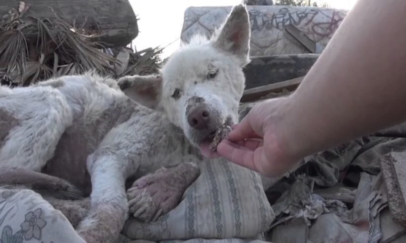 These 10 dramatic animal rescues will melt your heart