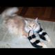 This videos is the KEY TO LAUGHING SUPER HARD - Funny ANIMALS PLAYING & BATTLING WITH SHOES videos