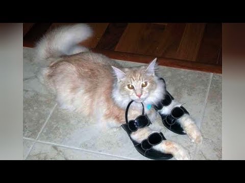 This videos is the KEY TO LAUGHING SUPER HARD - Funny ANIMALS PLAYING & BATTLING WITH SHOES videos