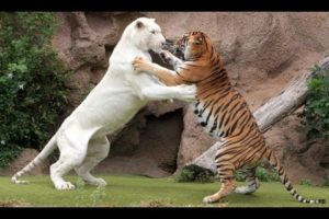 Tiger attack tiger - Animal fights - Rare white tiger vs tiger Easy fight