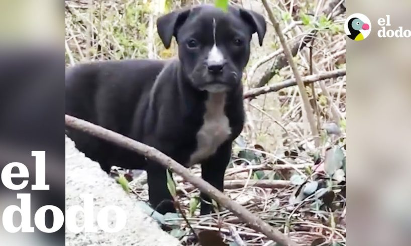 Todos intentaron rescatar a esta perrita callejera y sus cachorros