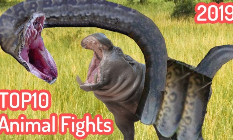 Top 10 Craziest Animal Fights Caught On Camera 2019