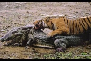 Top 10 Craziest Animal Fights Caught On Camera Part 2