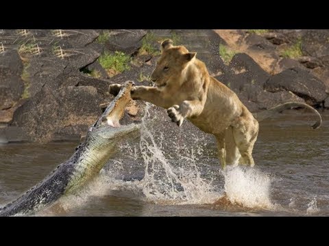 Top 10 Craziest animal fights caught on camera! Wild animal attacks