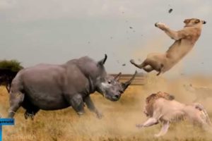 Top 10 Extreme Real Animal Fights Caught On Tape - When Animal Behavior Changed