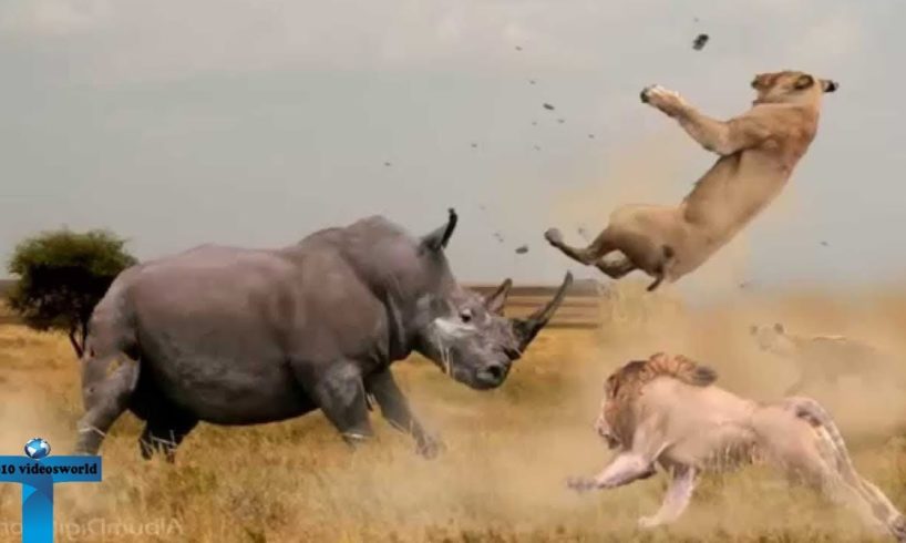 Top 10 Extreme Real Animal Fights Caught On Tape - When Animal Behavior Changed