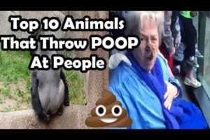 Top 10 animals throwing poop at people (MONKEY THROWS POOP AT GRANDMA) poo throwing monkeys