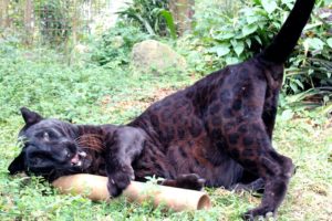 Top 12 Silliest Big Cats