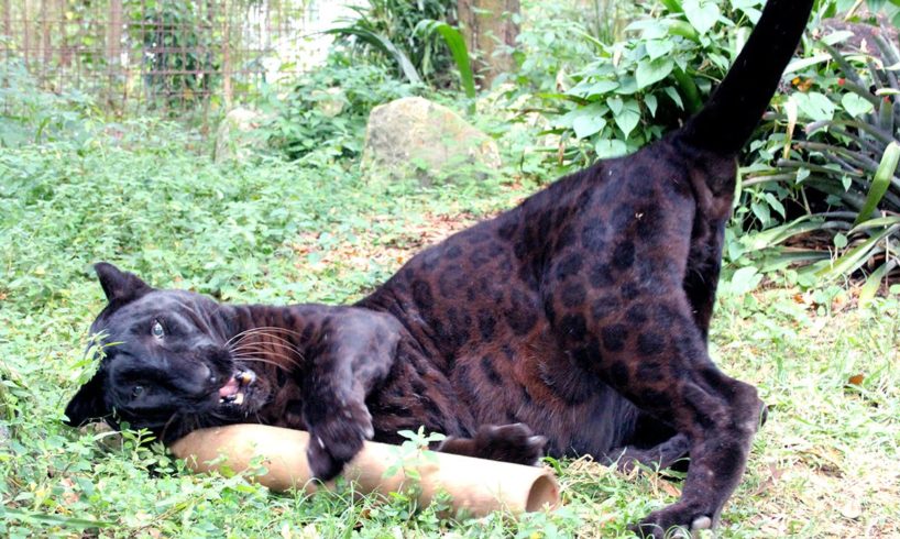 Top 12 Silliest Big Cats