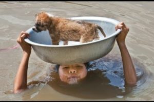 Top 2017 Most Inspiring Animals Rescues - Good People Saving Animals [ Emotional Videos]