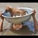 Top 2017 Most Inspiring Animals Rescues - Good People Saving Animals [ Emotional Videos]
