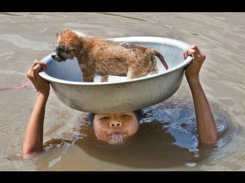 Top 2017 Most Inspiring Animals Rescues - Good People Saving Animals [ Emotional Videos]