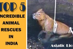 Top 5 - Incredible Animal Rescues In india | Incredible India