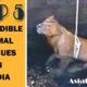 Top 5 - Incredible Animal Rescues In india | Incredible India