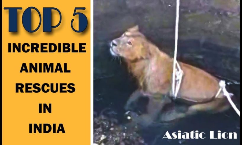 Top 5 - Incredible Animal Rescues In india | Incredible India