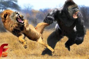 Top 7 Real Extreme Craziest Animals Fights Caught On Tape