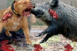 Top Craziest Animal Fights Caught On Camera - CRAZY Wild Boar,Giant Anaconda,Crocodile,Rhino – kent