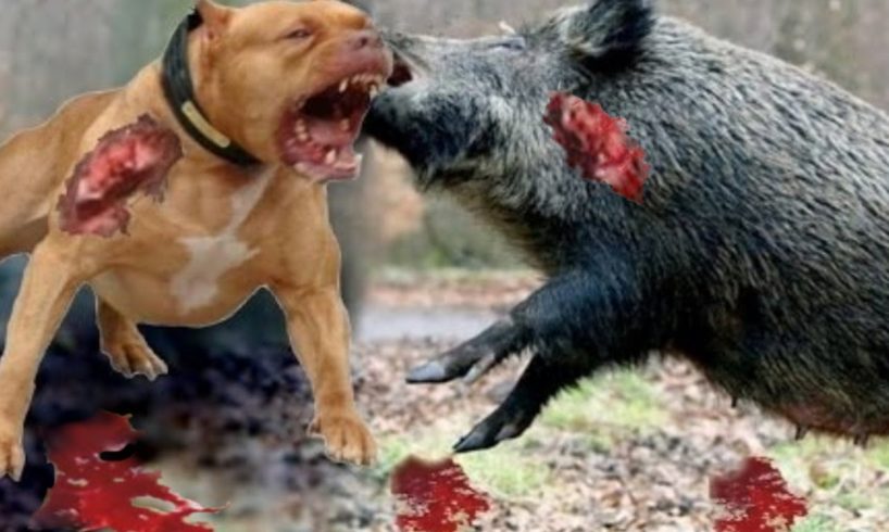 Top Craziest Animal Fights Caught On Camera - CRAZY Wild Boar,Giant Anaconda,Crocodile,Rhino – kent