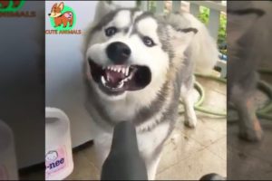 Try Not To Laugh At This Ultimate Funny Dog Video Compilation #2 - Funniest pets