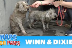 Two dogs in the sewer cried for help until someone heard them!!!