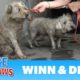 Two dogs in the sewer cried for help until someone heard them!!!