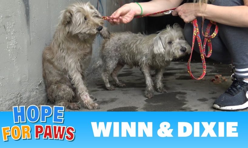 Two dogs in the sewer cried for help until someone heard them!!!