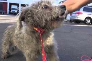 Two stray dogs get separated during the rescue - see what happens next and please share.