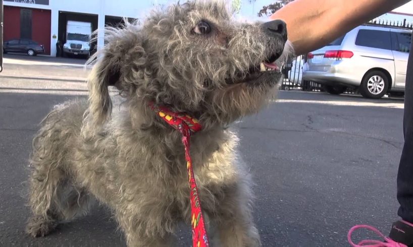 Two stray dogs get separated during the rescue - see what happens next and please share.