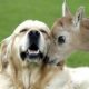 Unbelievable Unlikely Animal Friendships Compilation [HD VIDEO]