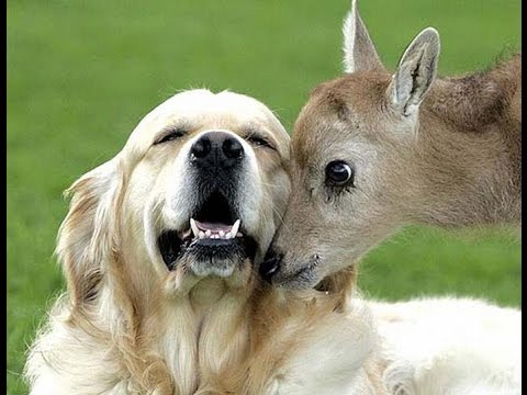 Unbelievable Unlikely Animal Friendships Compilation [HD VIDEO]