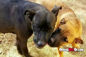 Under Dog Rescue - Best Animal Rescue - Utah 2017