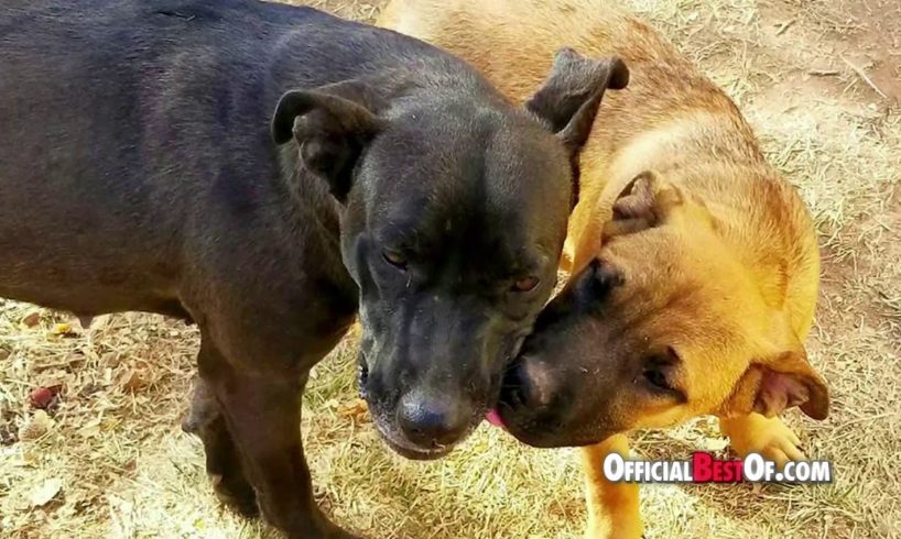 Under Dog Rescue - Best Animal Rescue - Utah 2017