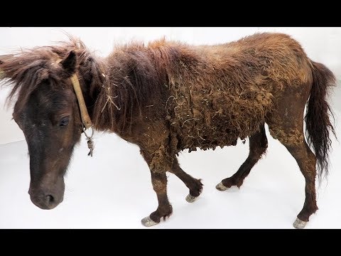 Unexpected Rescue and Restoration - REAL HORSE