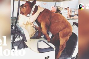 Vaca cree que es un perro