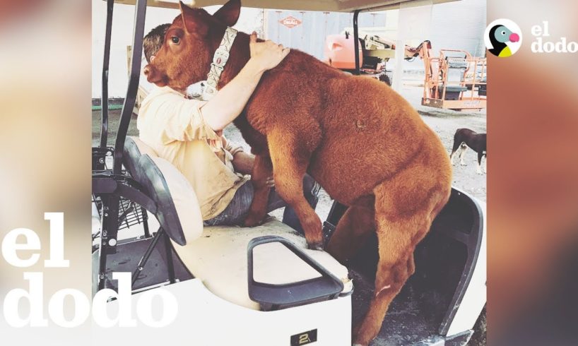 Vaca cree que es un perro