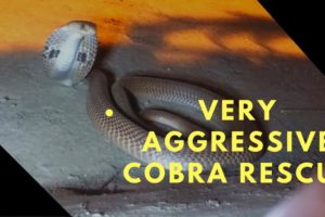 Very Angry Cobra Rescue by our team | Snake Rescue | Animal Rescue India | Gopro