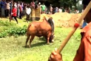 Very very Dangerous Bulls Fight video: Best animal fights viral videos 2016 HD