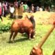 Very very Dangerous Bulls Fight video: Best animal fights viral videos 2016 HD