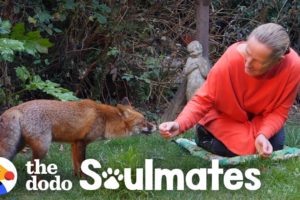 Watch How This Woman Befriended A Wild Fox | The Dodo Soulmates