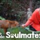 Watch How This Woman Befriended A Wild Fox | The Dodo Soulmates