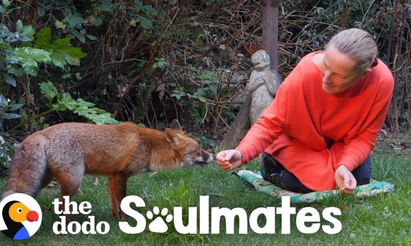 Watch How This Woman Befriended A Wild Fox | The Dodo Soulmates